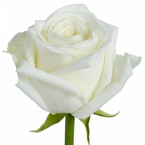 Роза белая Эквадор