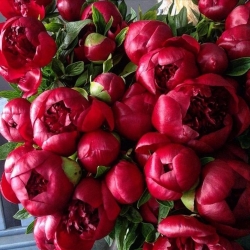 Пион бордовый (под заказ, уточняйте наличие)