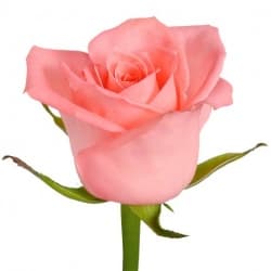 Розовая роза Эквадор